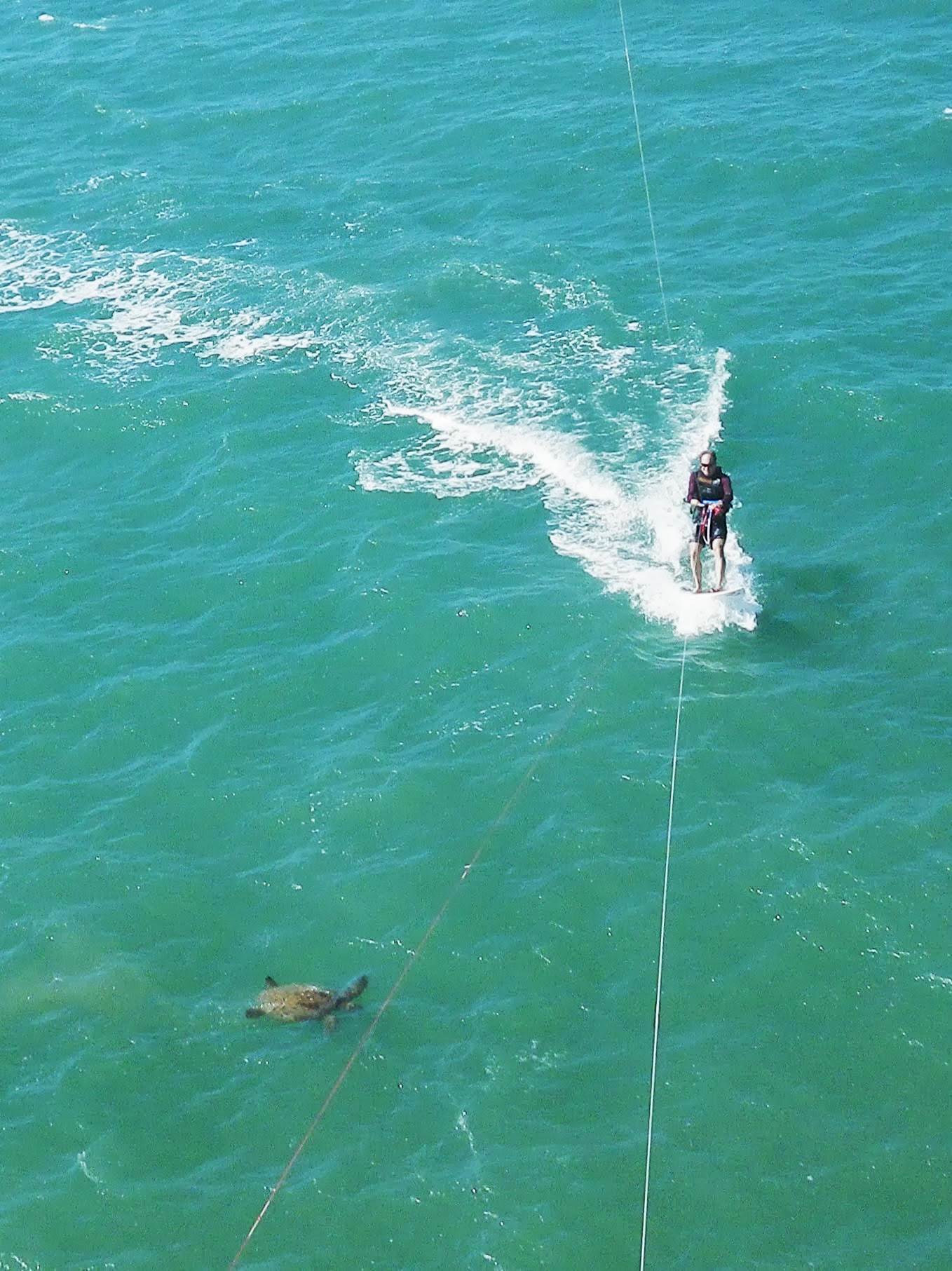 Kitesurfing past sea turtle