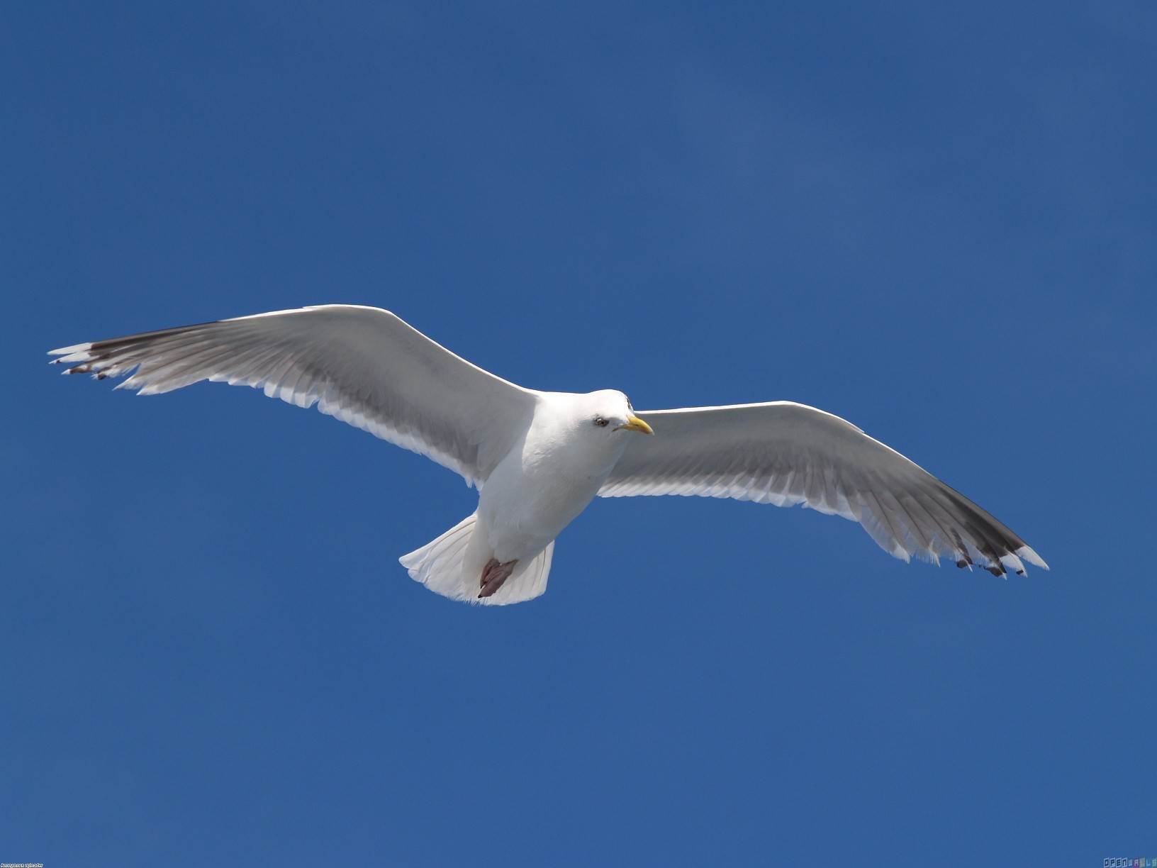 seagull