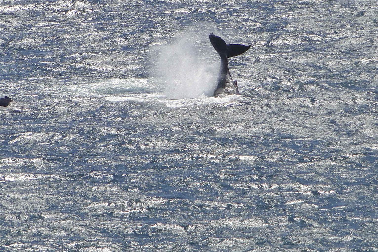 Whale 16 Oct