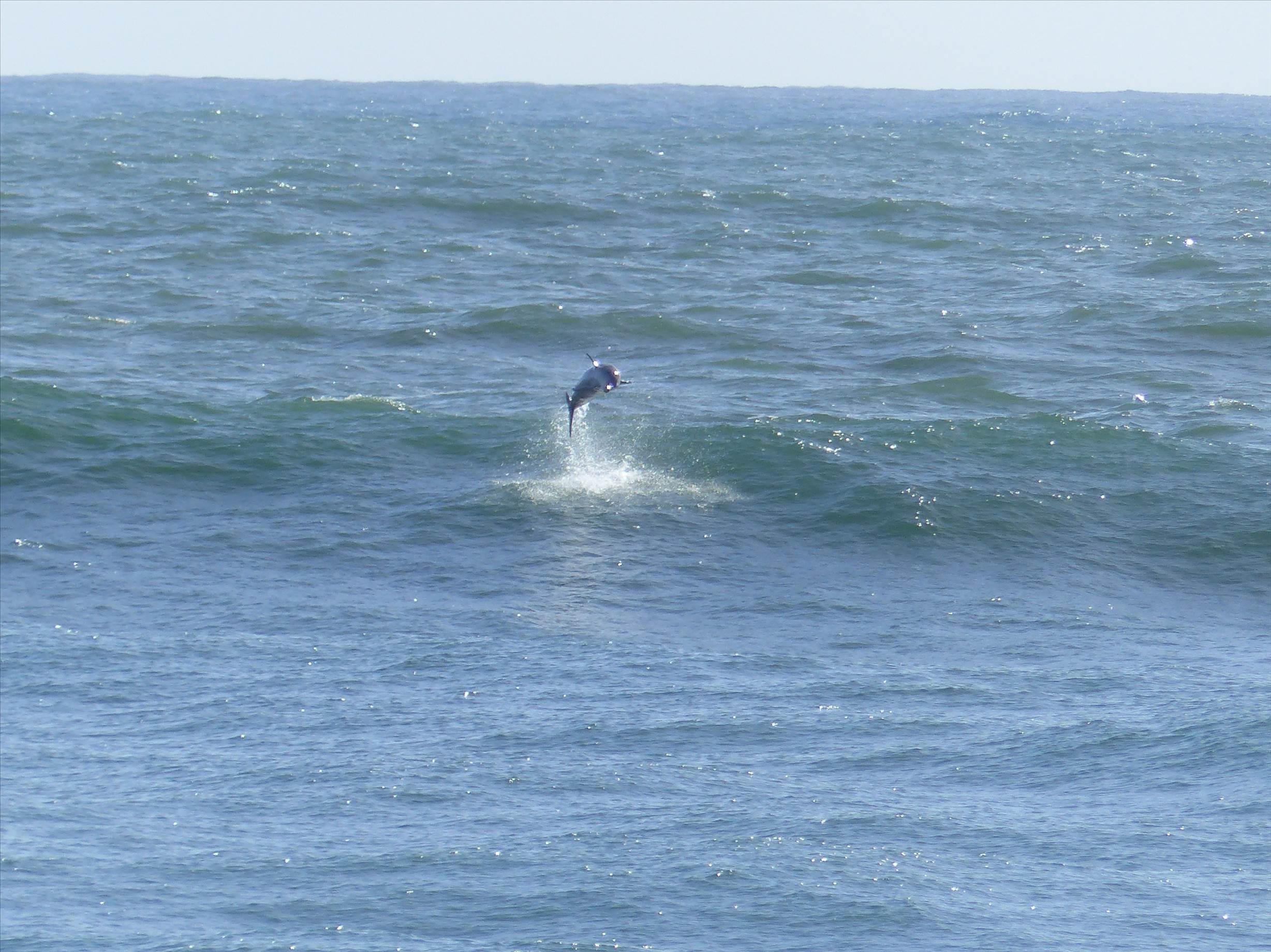 dolfphin
