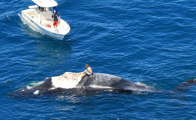 Guy riding a whale