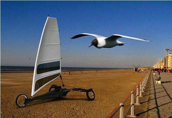 albatross 1