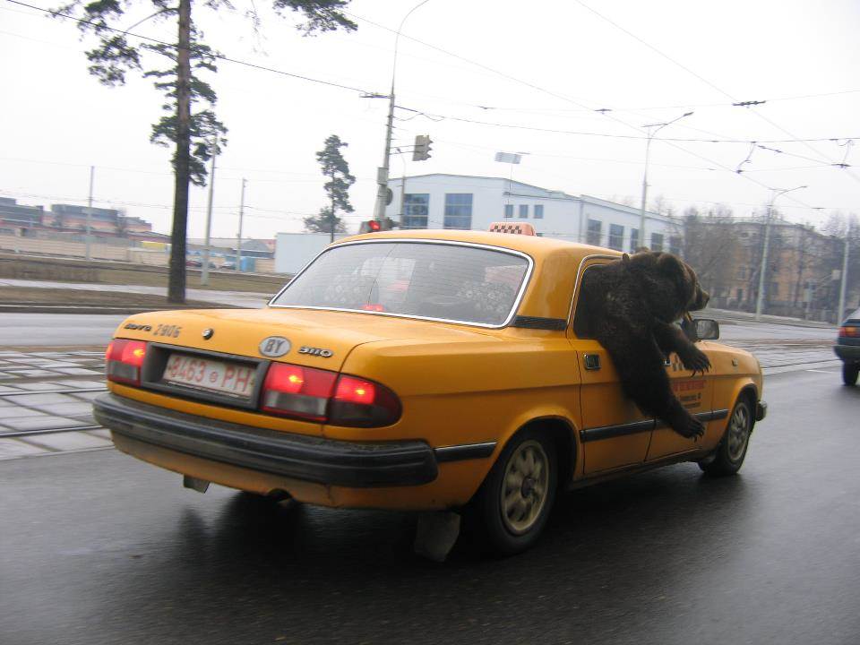 Bear In Cab Belaurs