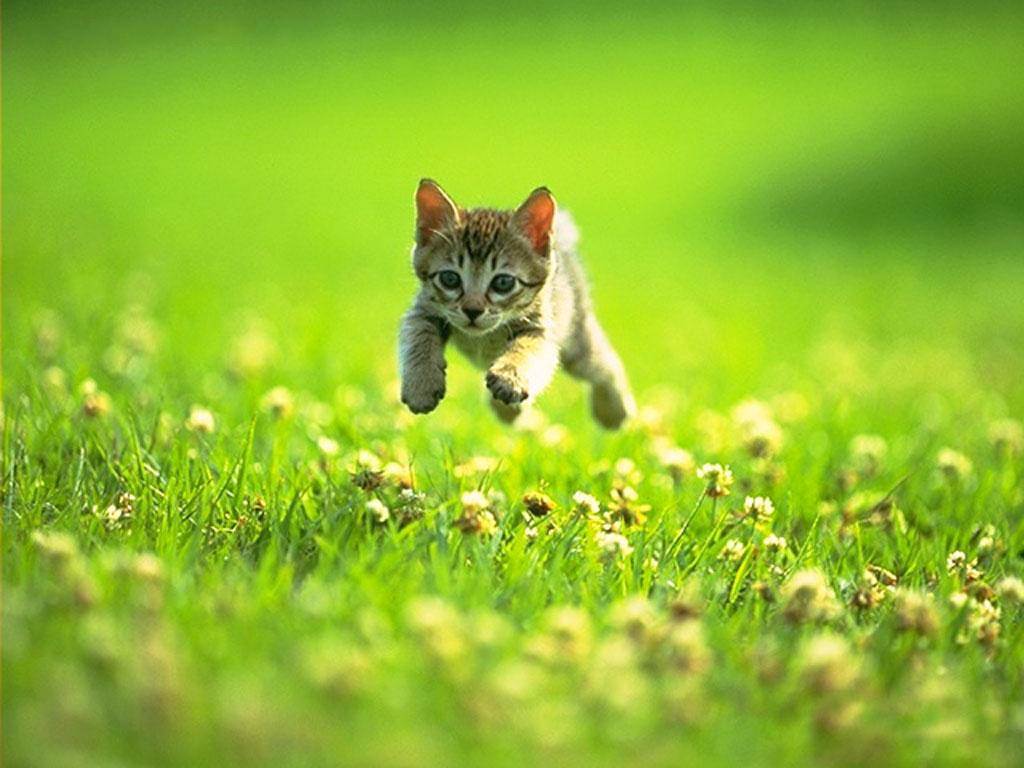 kitten-5