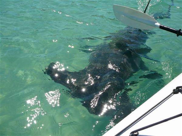moreton island canoeing