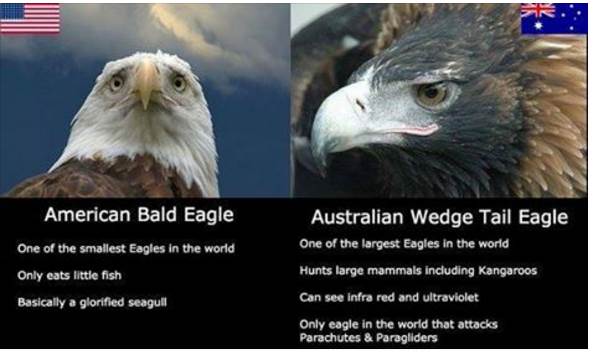 eagle