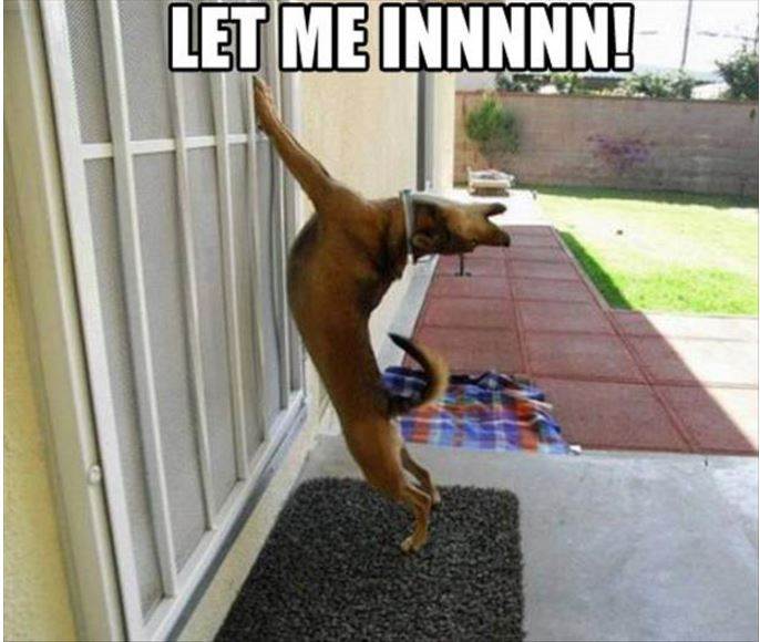 let me in