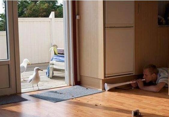 seagul scare