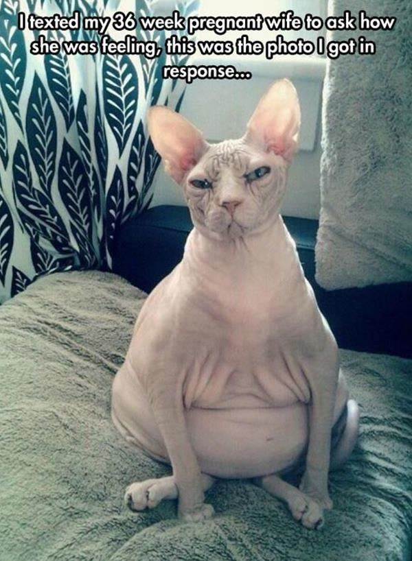pregnancy