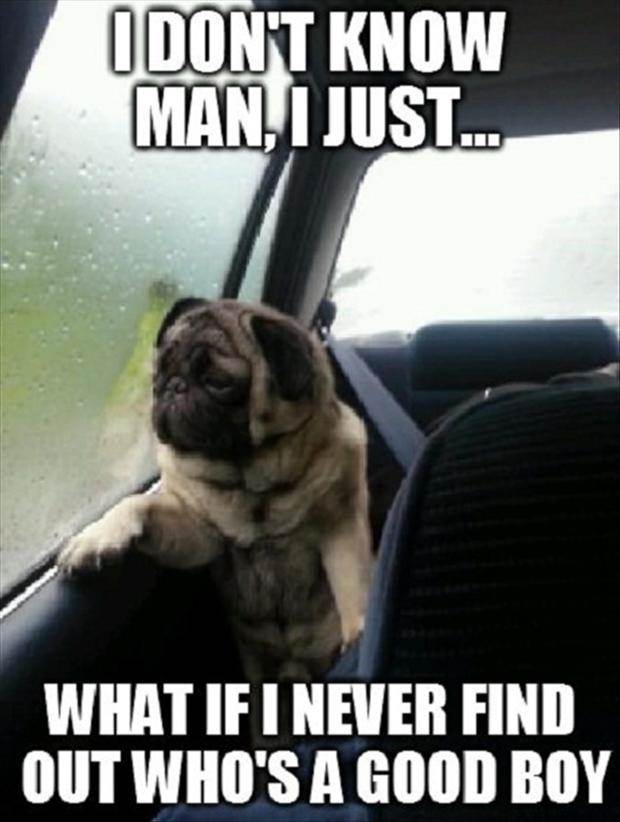funny-dog-meme