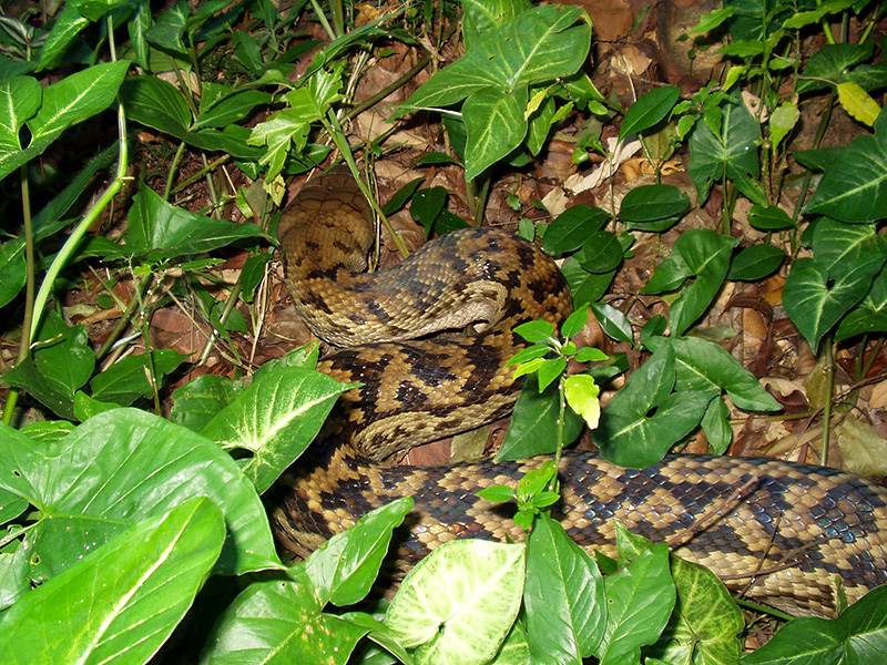 Snake 1