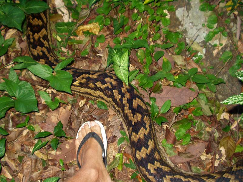 Snake 2