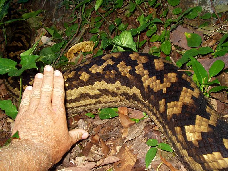 Snake 3