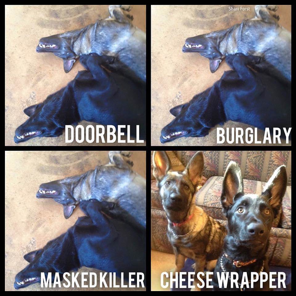 dogs