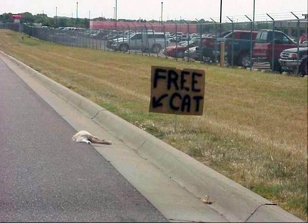 free-cat