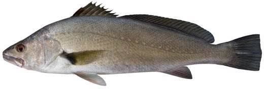 mulloway