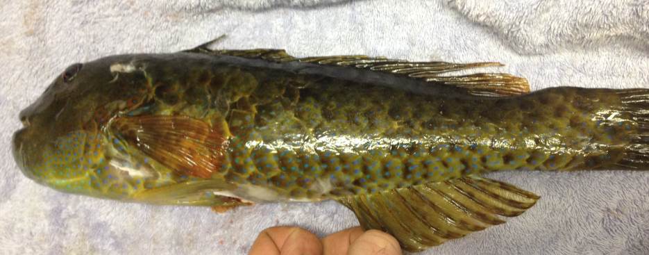 Fish