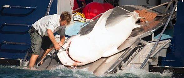 home-tiger-shark-killed-01-IMG 0626-590x250