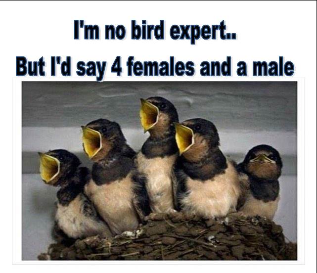 bird