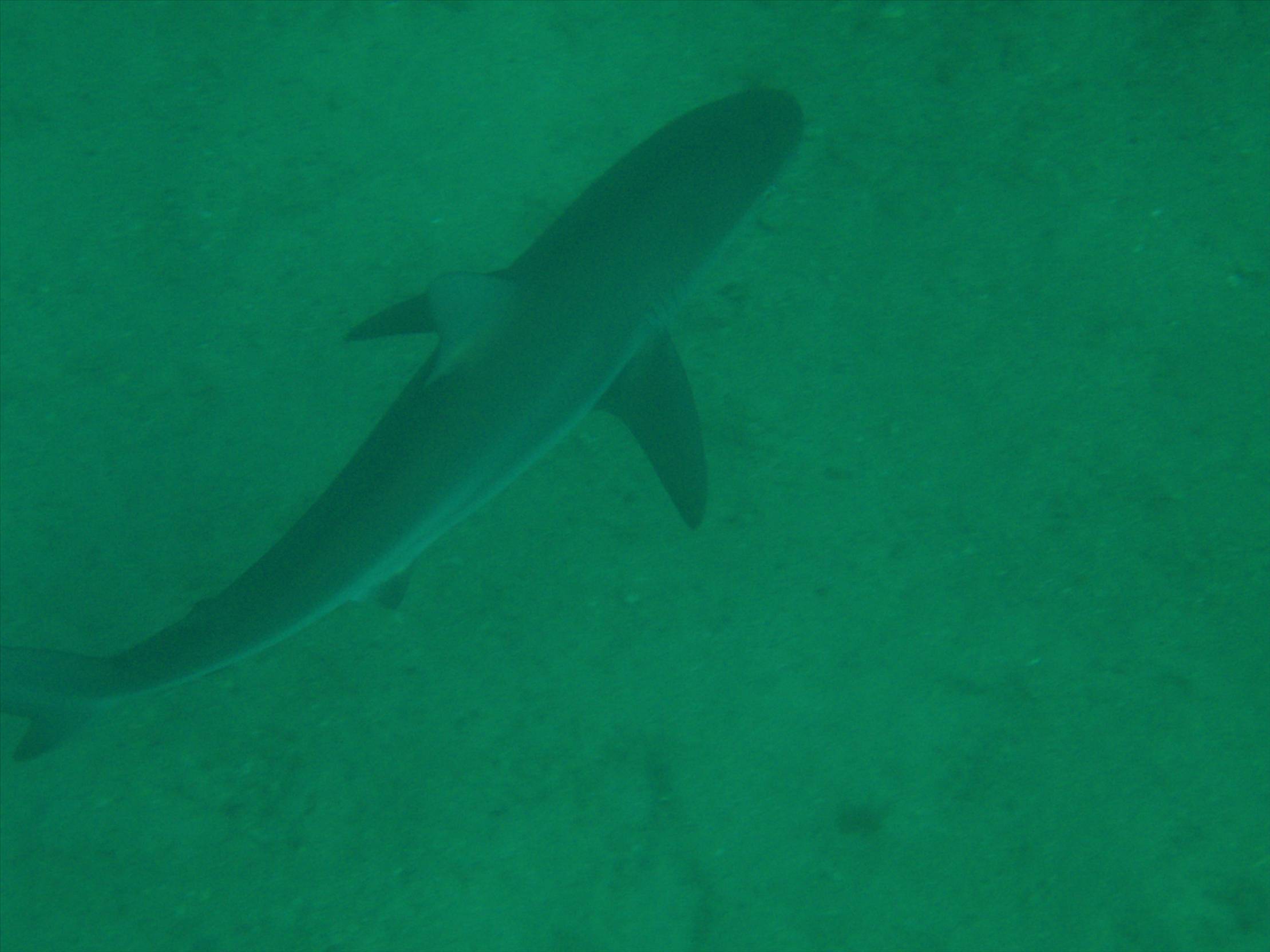 Small shark taken with an Olympus Mju770SW