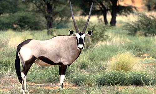 gemsbok