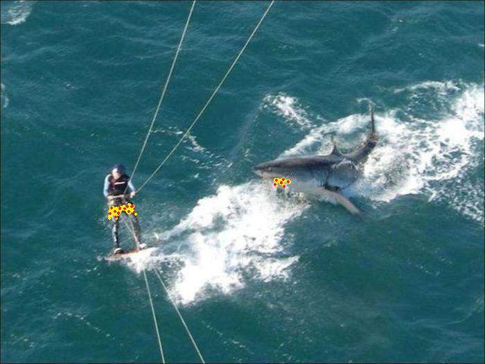 shark kite