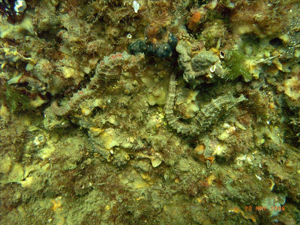 Sea horses