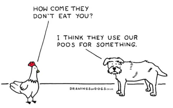Dogs