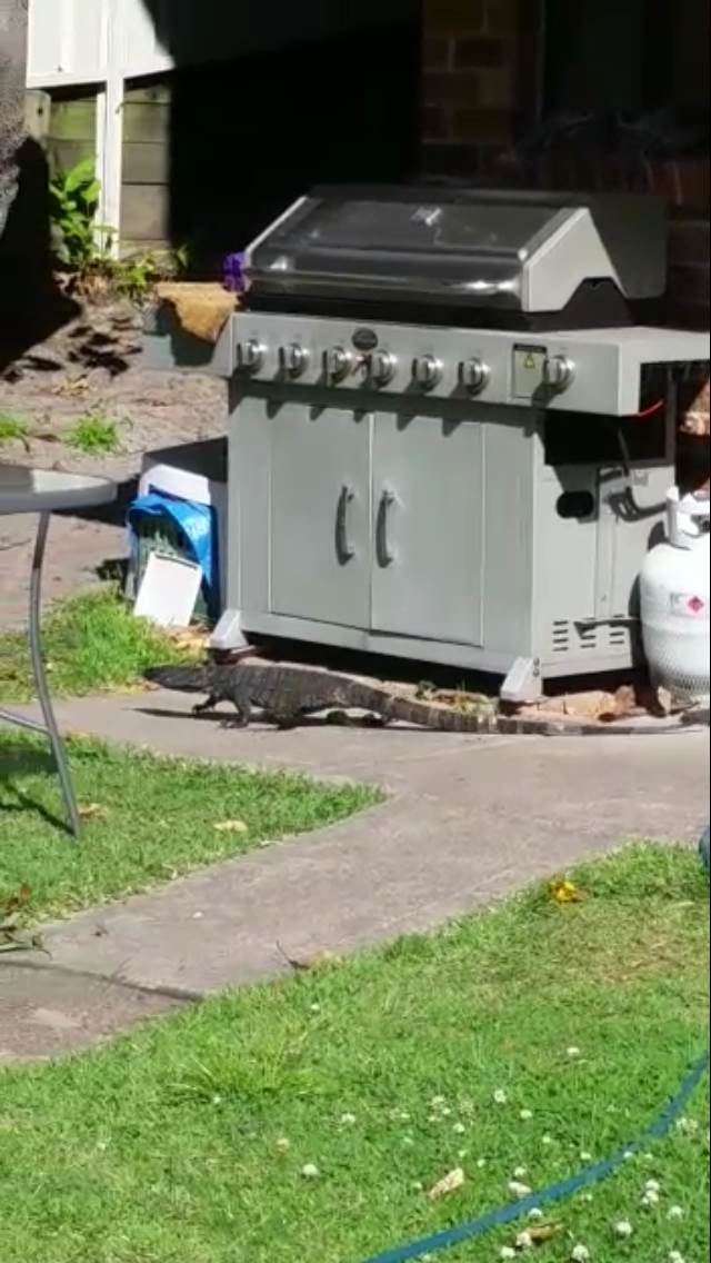 Lizard