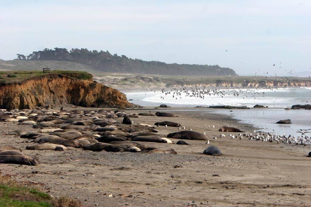 cali x seals5