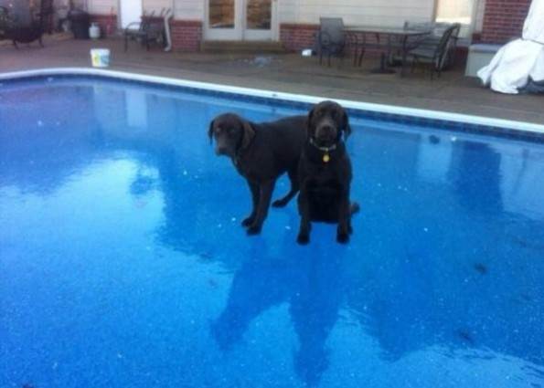 positive-and-funny-swimming-pool-dogs-ice-595x425
