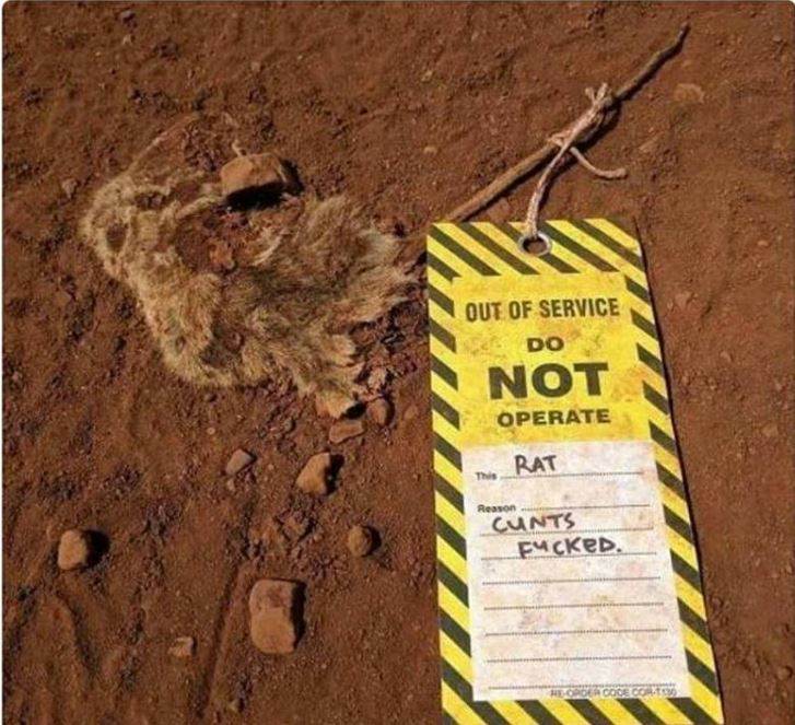 fucked rat