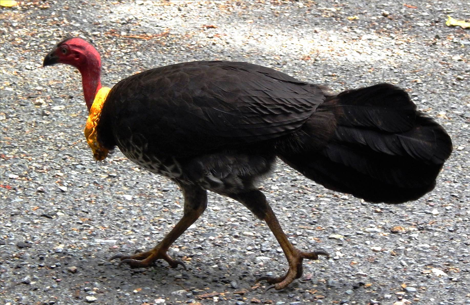 Brush Turkey 1