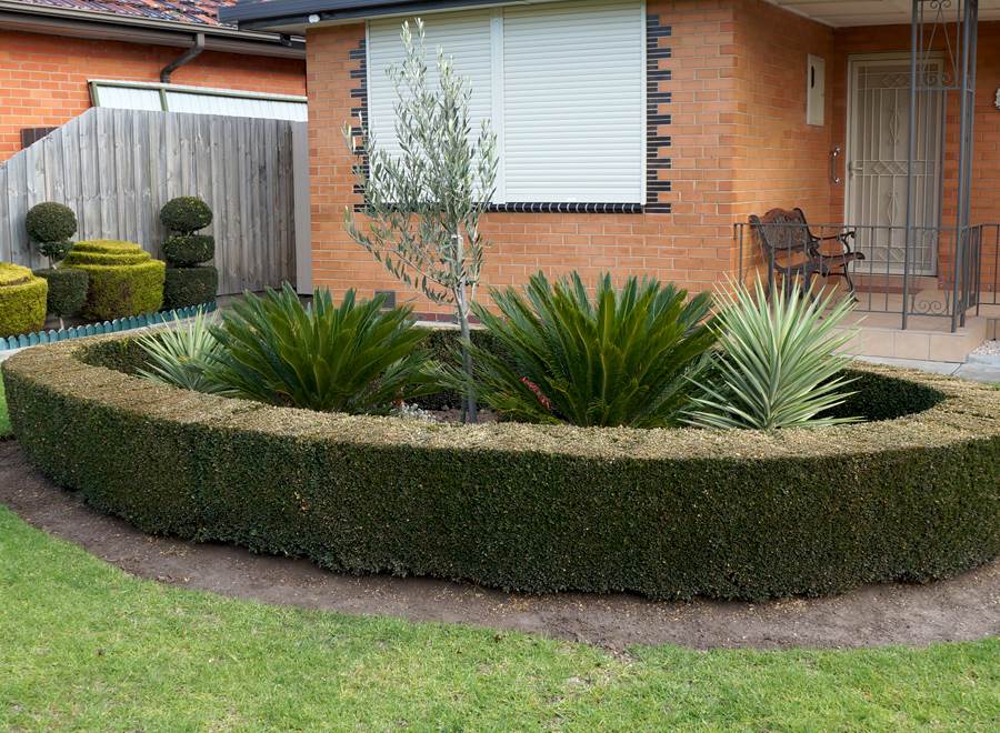 Round-Box-Hedge-with-Yuccas-Cycads-and-Olive