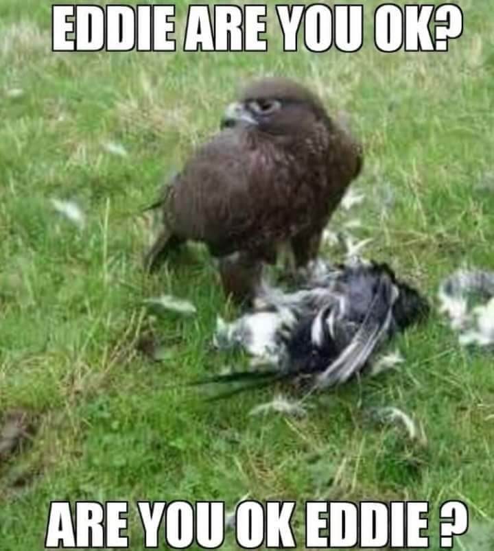 Eagles Rules