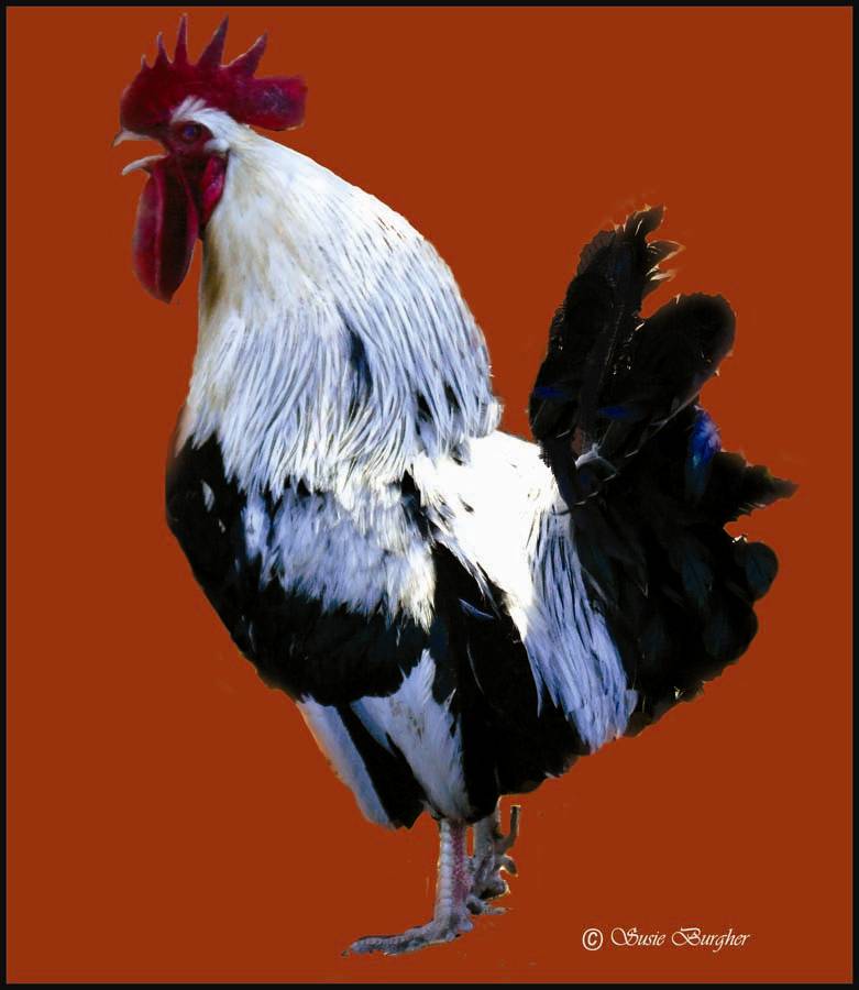 chooky