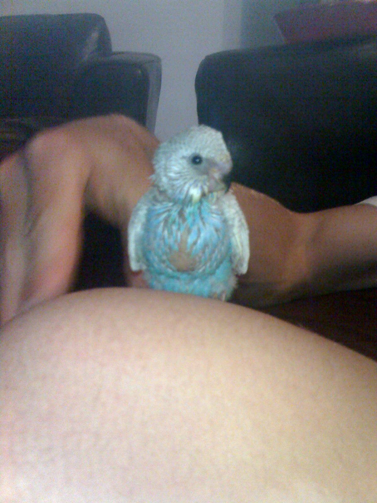 My pet bird