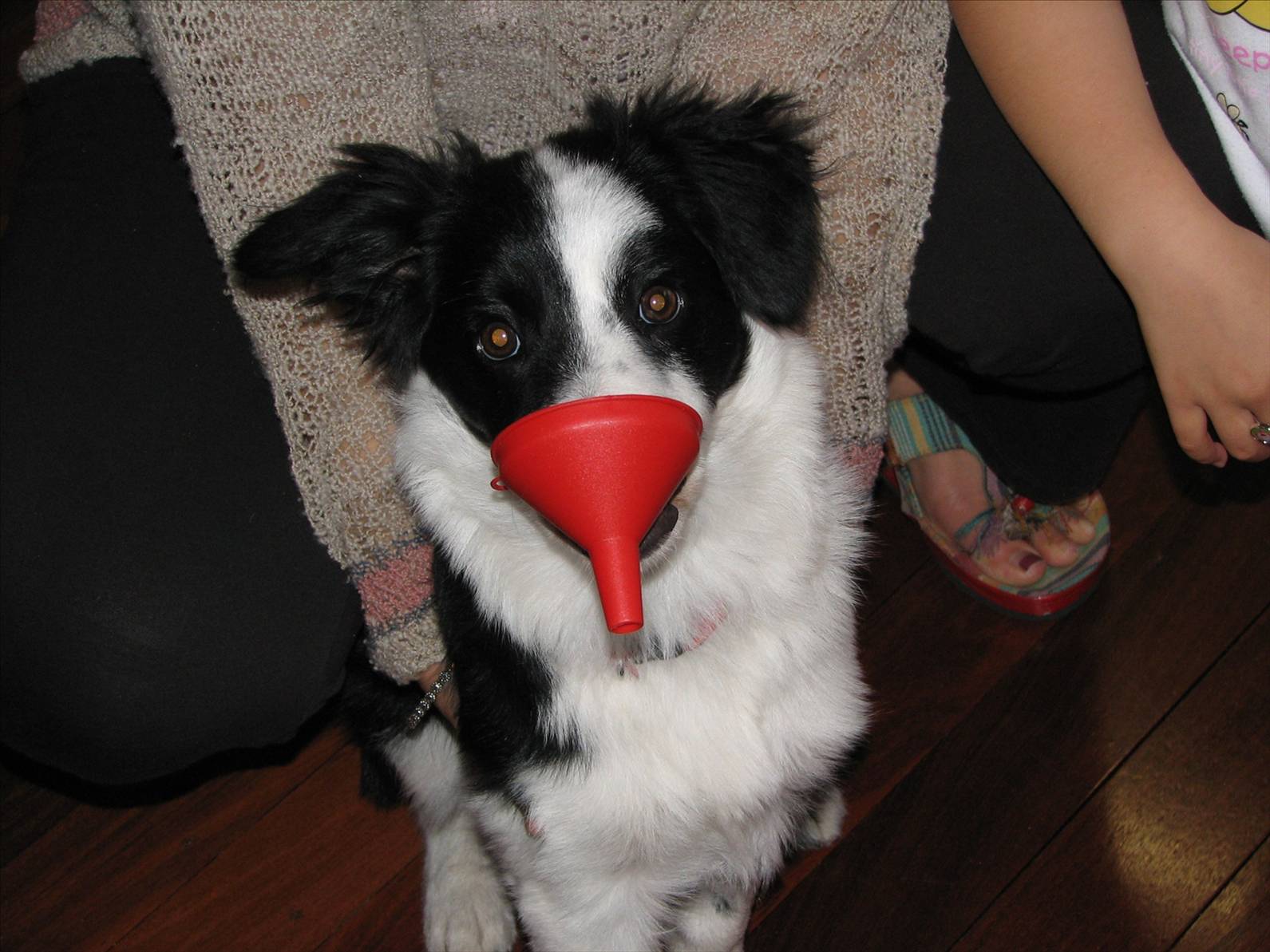 Our Dog