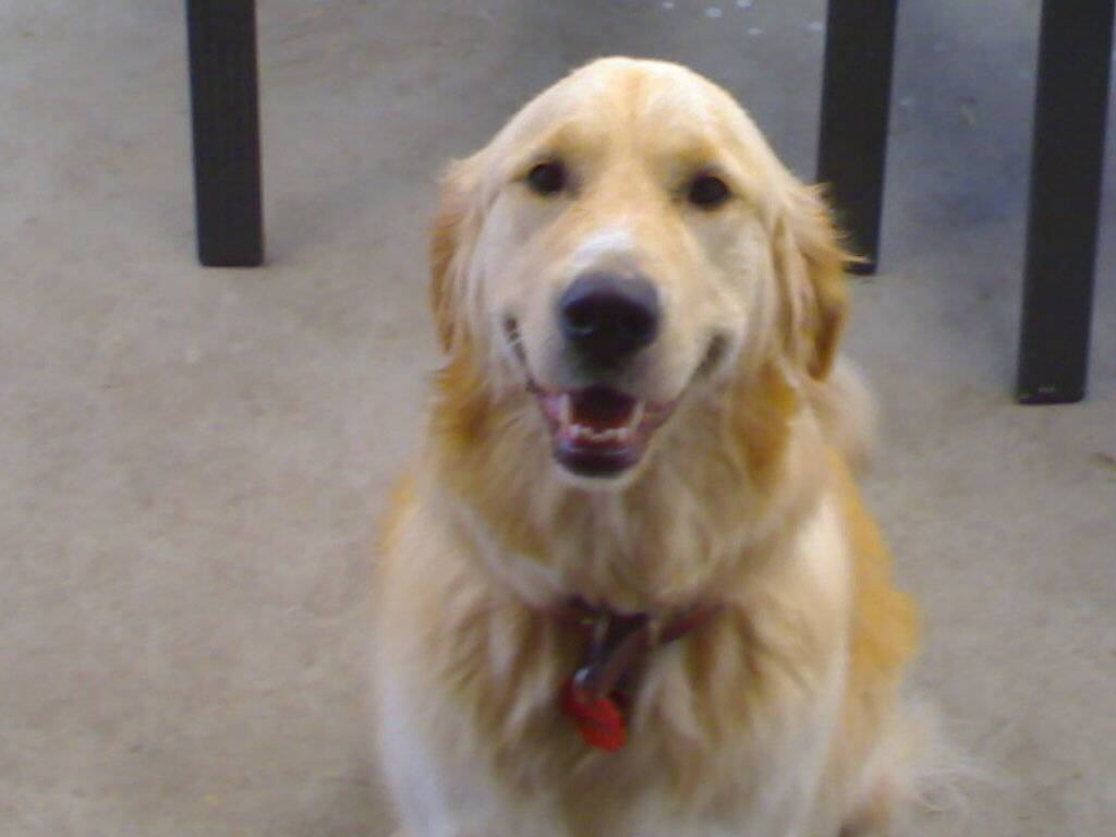 My Dawg