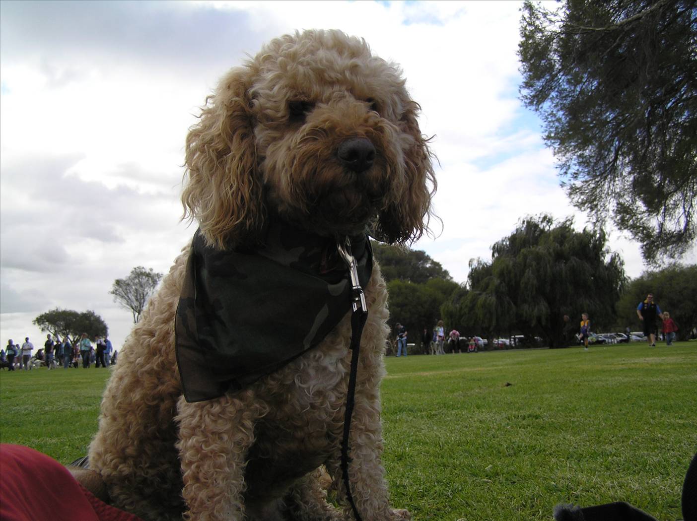 milo