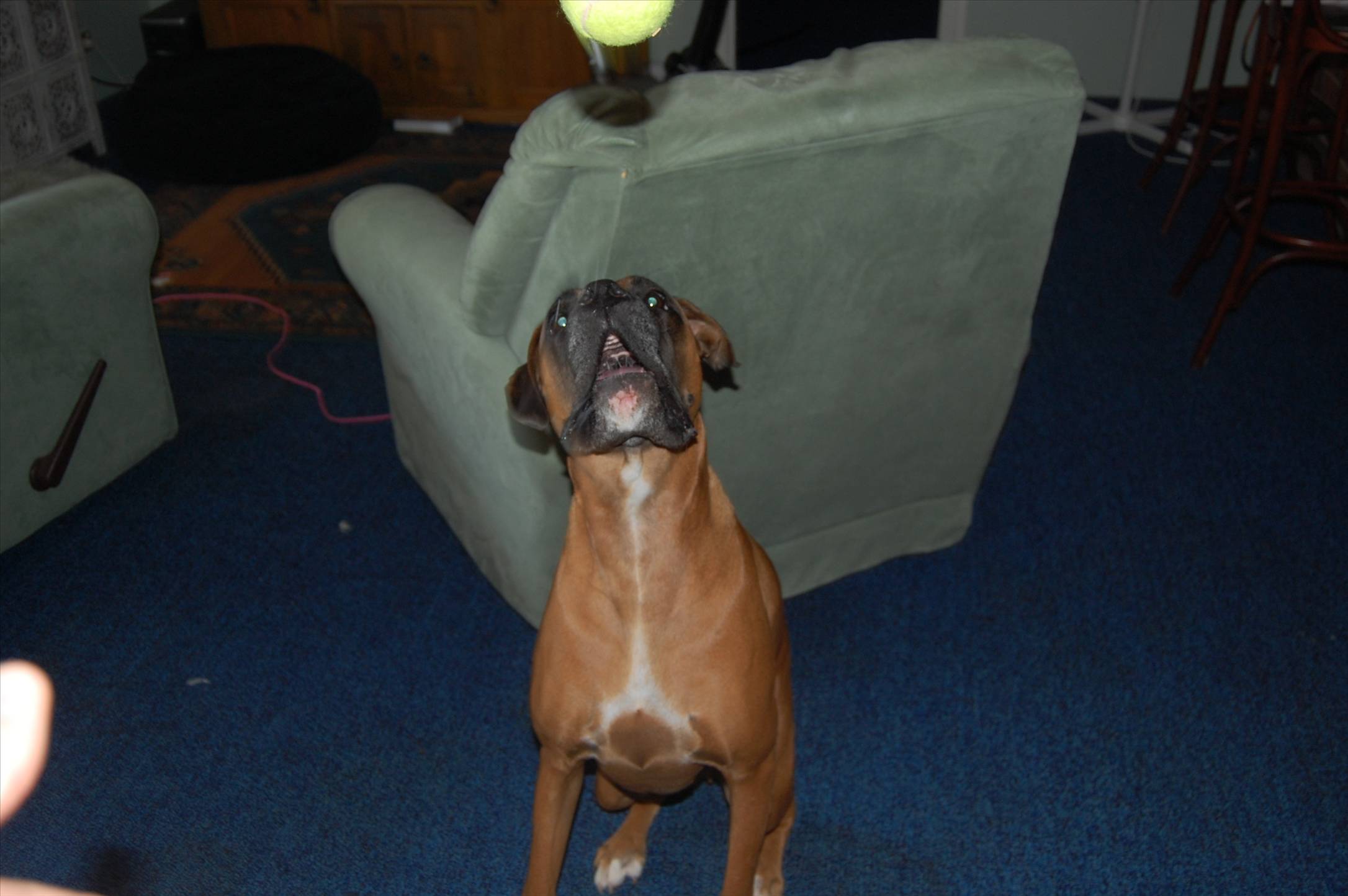 our two dogs, penny(lab) and ali(boxer)