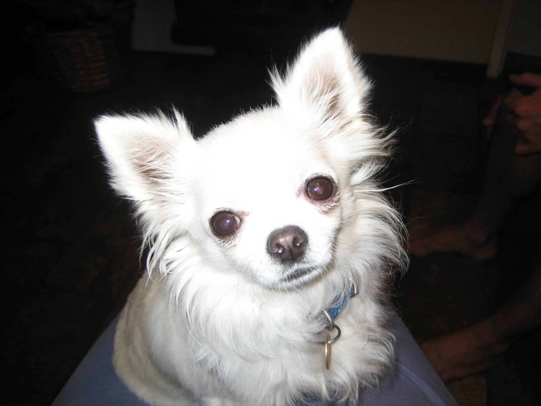 My dog Trevor! He sings too :)