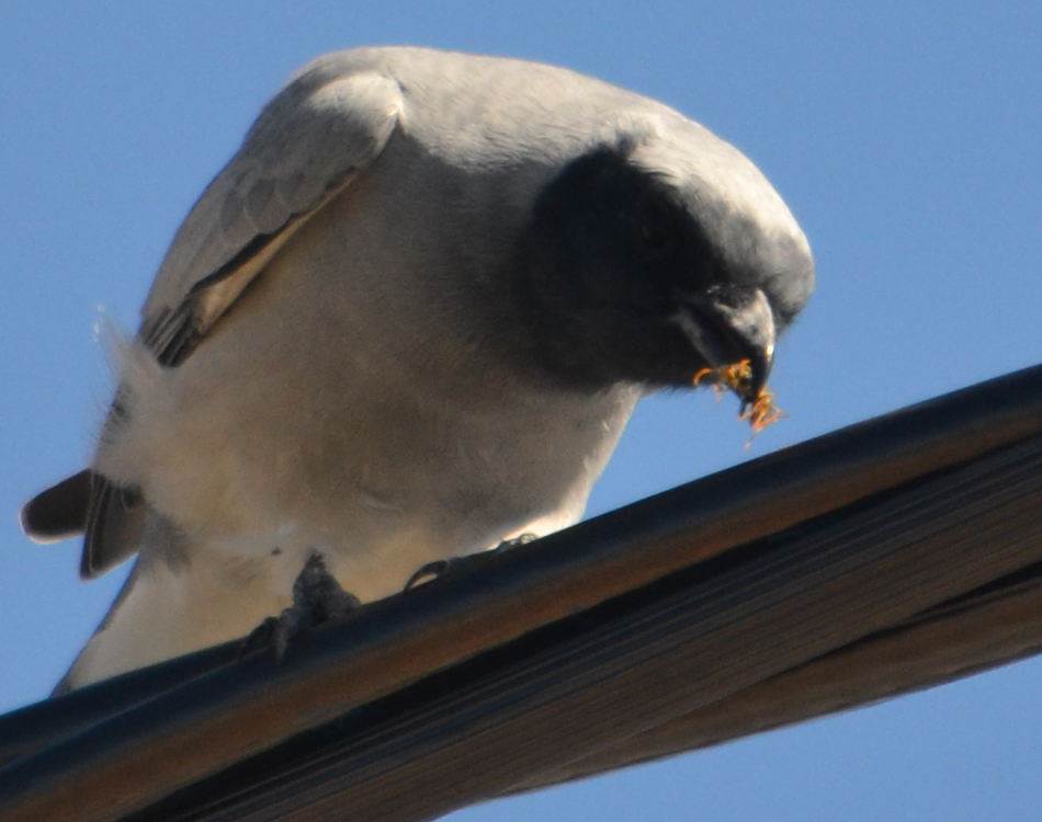 shrike's dinner