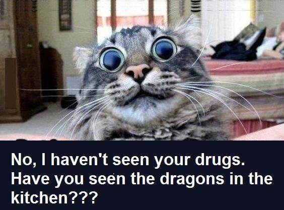 dragons in the kitchen