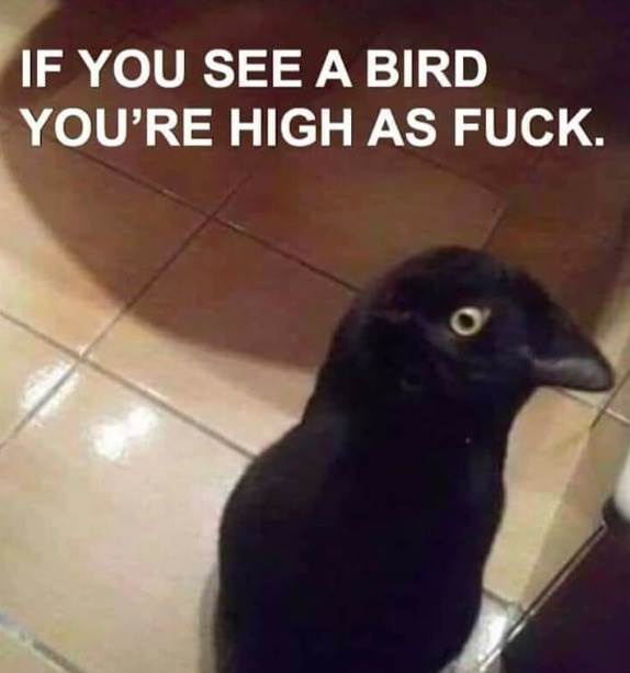Black Cat