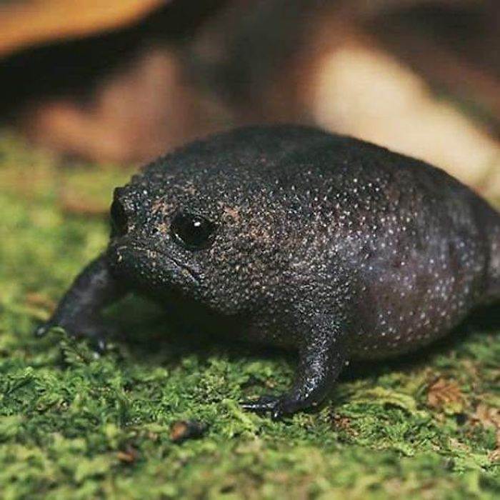 angry avocado frog