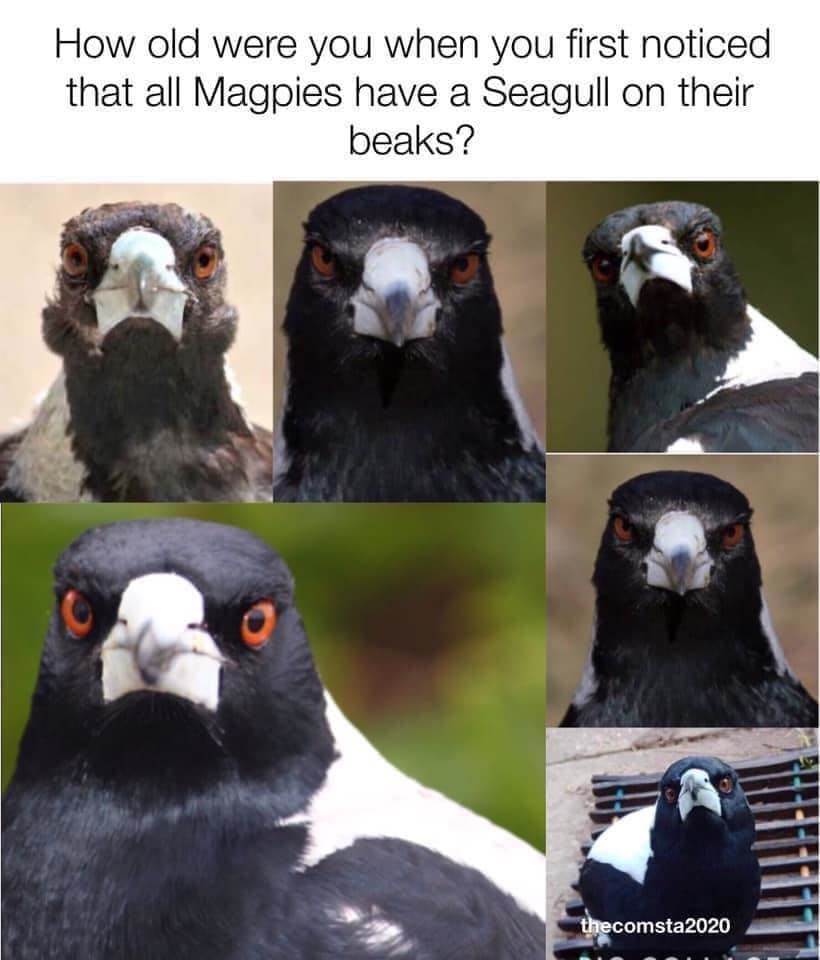 1a magpie