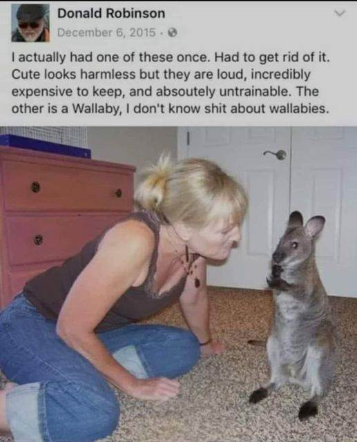 1a wallaby
