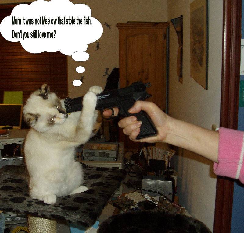 Bad Kitty