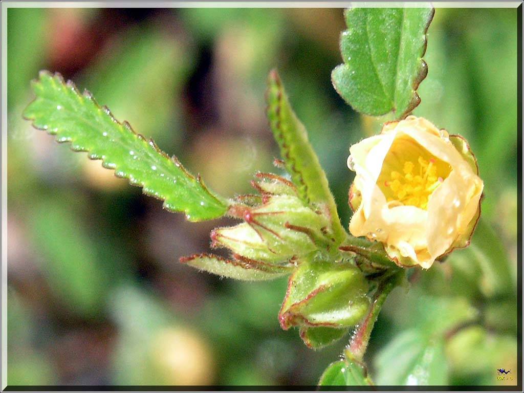 Flowers Ive met
